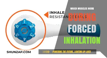 Muscles Engaged in Forced Inhalation: Unveiling the Respiratory Powerhouses