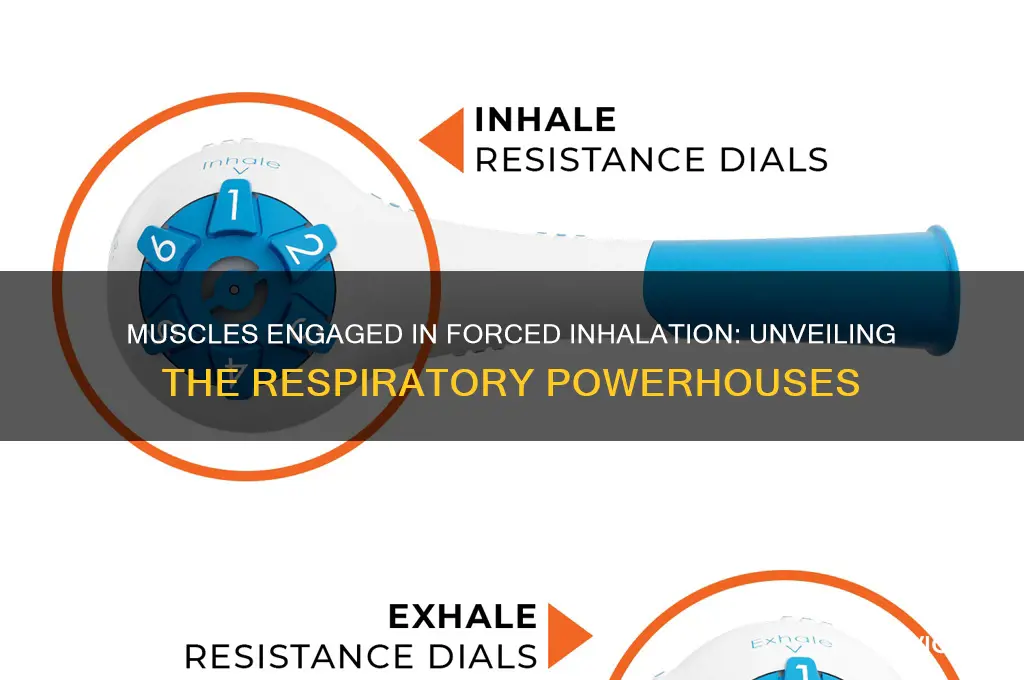 which muscles work during forced inhalation