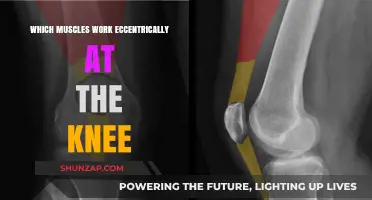 Knee Eccentric Muscle Actions: Understanding Key Muscles and Functions