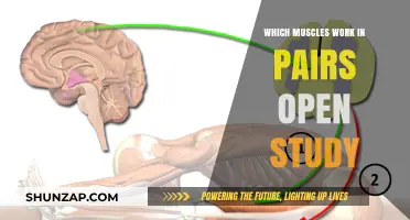 Muscles Working in Pairs: Understanding Agonist-Antagonist Relationships