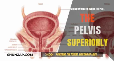 Muscles That Lift the Pelvis Superiorly: Anatomy and Function Explained