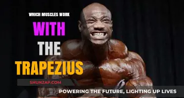 Trapezius Teamwork: Muscles Collaborating for Shoulder and Neck Stability
