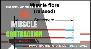 Unveiling the Role of Thin Myofilaments in Muscle Contraction