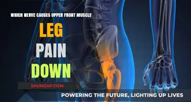 Understanding the Nerve Behind Upper Front Leg Pain and Its Causes