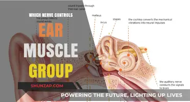 Understanding the Nerve Responsible for Controlling Ear Muscle Group