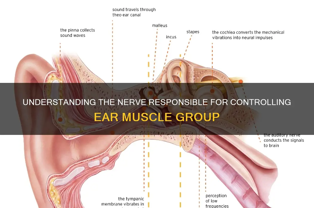which nerve controls ear muscle group