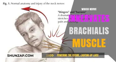 Brachialis Muscle: Nerve Innervation and Function