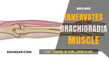 Brachioradialis Muscle: Nerve Innervation and Function