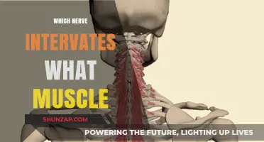 Understanding Muscle Movement: Nerve Innervations Explored