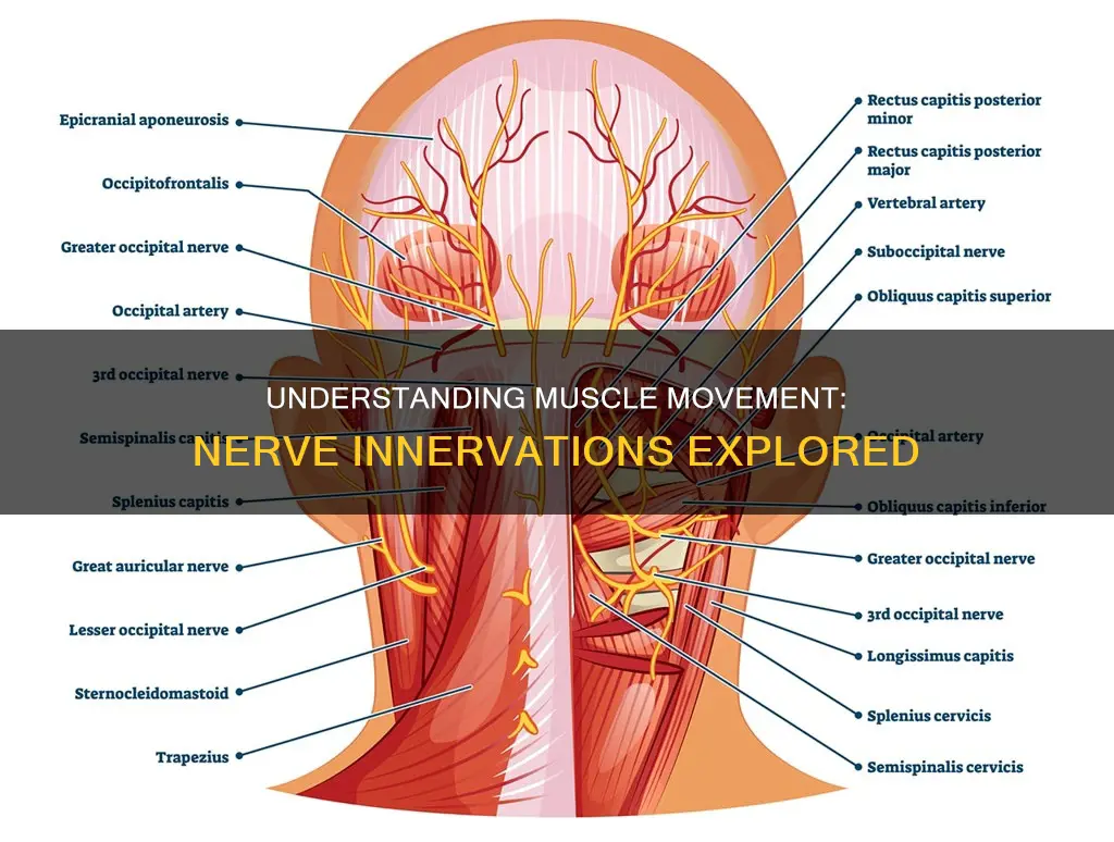 which nerve intervates what muscle