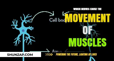 Understanding the Role of Motor Nerves in Muscle Movement