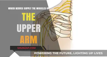 Nerve Supply to Upper Arm Muscles: Anatomy and Function Explained