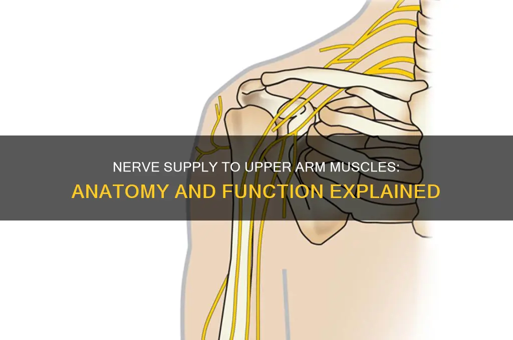which nerves supply the muscles of the upper arm