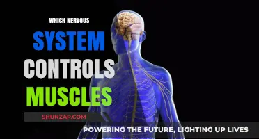 How the Nervous System Controls Muscles