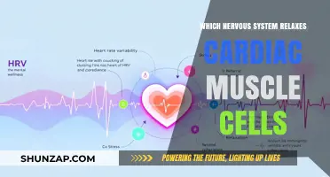 How the Parasympathetic Nervous System Relaxes Cardiac Muscle Cells