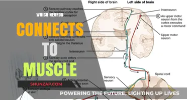 Neurons' Direct Link to Muscles