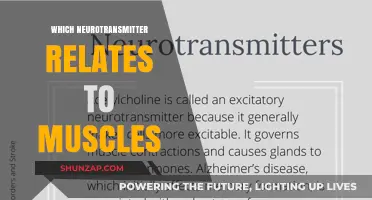 Neurotransmitters: Muscle Movement and Function