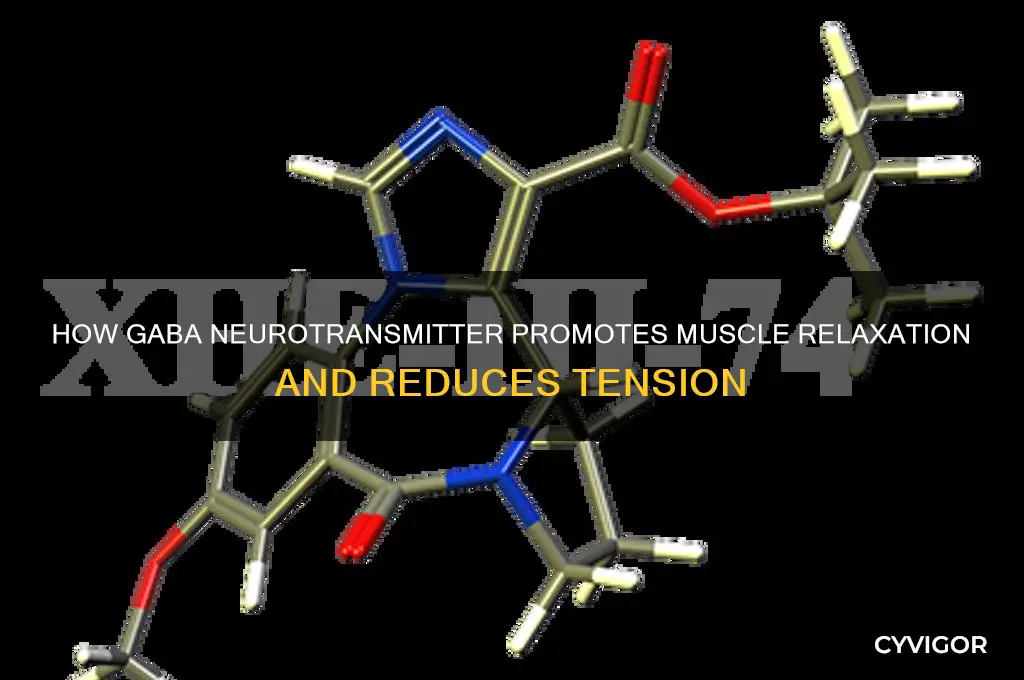 which neurotransmitter relaxes muscles