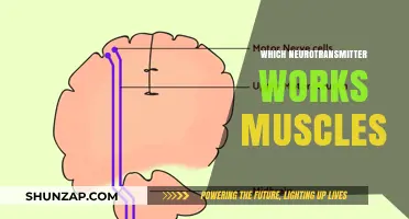 How Acetylcholine Powers Muscle Contractions: The Neurotransmitter Explained