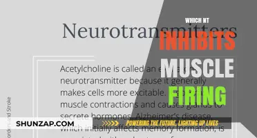 How NTs Affect Muscle Firing and Performance