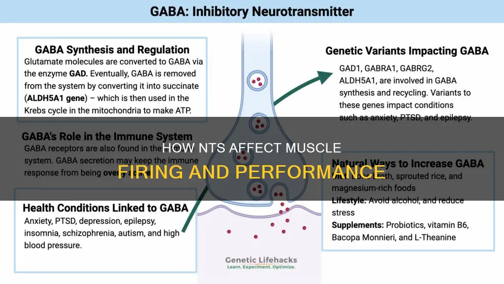 which nt inhibits muscle firing
