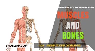 Essential Nutrient for Strong Muscles and Bones: Protein Power