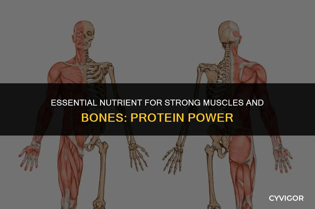 which nutrient is vital for building tissue muscles and bones