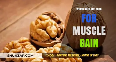 Top Nutritional Nuts to Fuel Muscle Growth and Recovery
