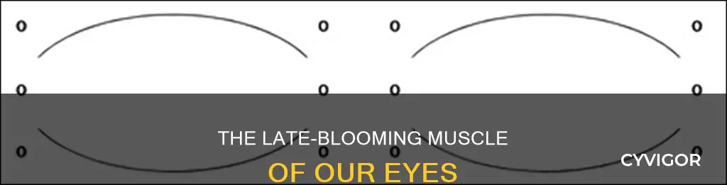 which ocular muscle develops last