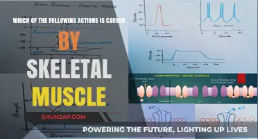 Skeletal Muscle Actions: Understanding Voluntary Movements and Functions