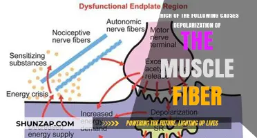 Depolarization Unveiled: Key Triggers in Muscle Fiber Activation Explained