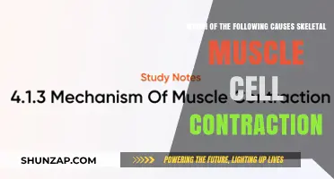 Understanding Skeletal Muscle Contraction: Key Triggers and Mechanisms Explained