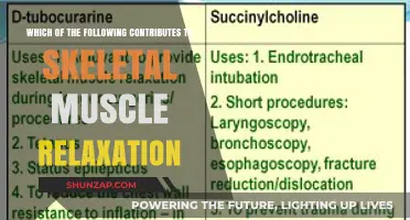 Key Factors Promoting Skeletal Muscle Relaxation: A Comprehensive Overview