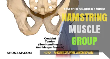 Understanding the Hamstring Muscle Group: Key Members Explained