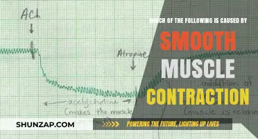 Smooth Muscle Contractions: Unveiling Their Surprising Causes and Effects