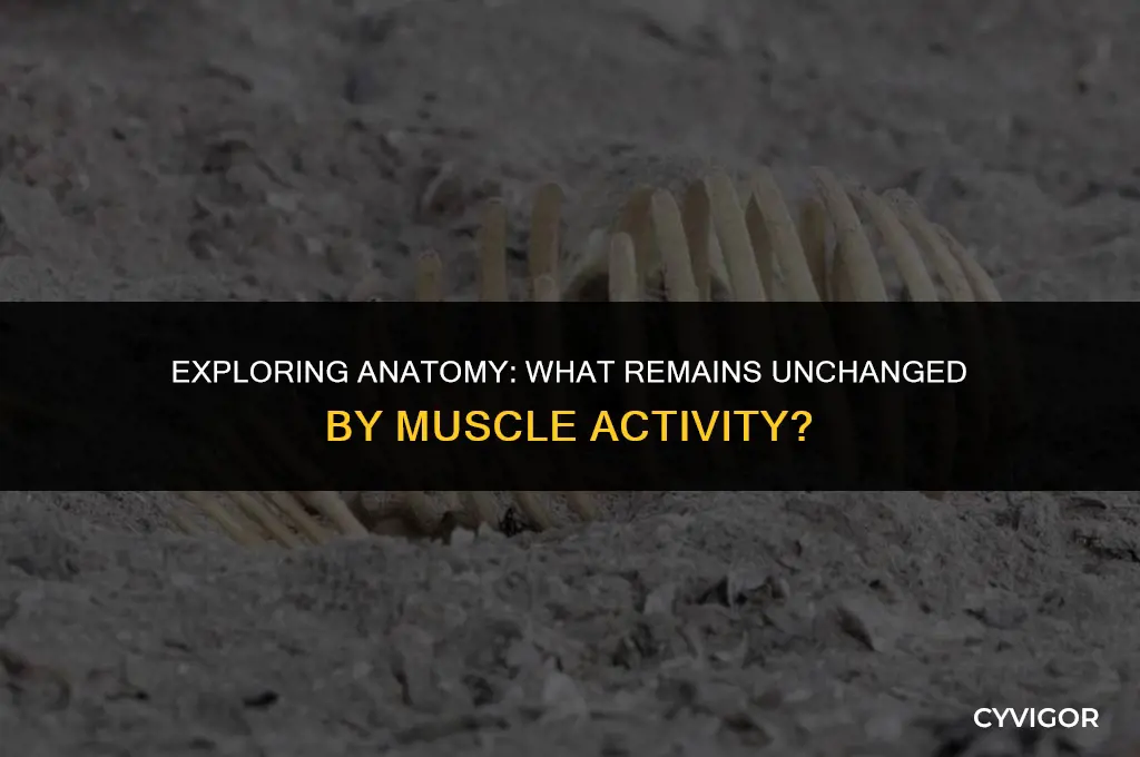 which of the following is not affected by muscles