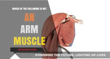 Unveiling the Truth: Which Muscle Isn't Part of the Arm?