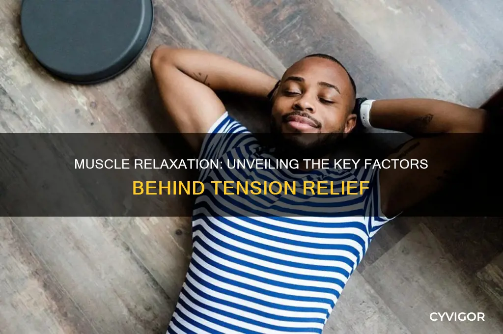 which of the following is responsible for muscle relaxation