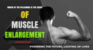 Muscle Enlargement Causes: Unraveling the Key Factors Behind Growth