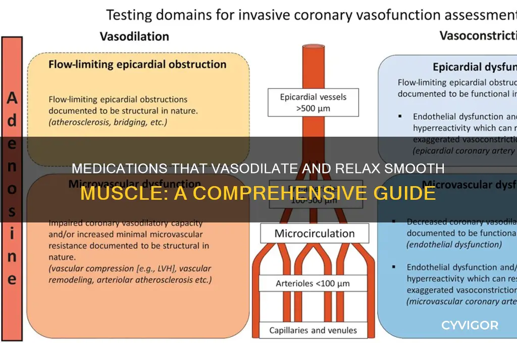which of the following medications vasodilates and relaxes smooth muscle