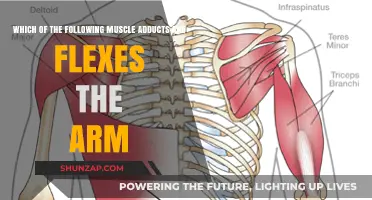 Muscles That Adduct and Flex the Arm: Understanding Their Role