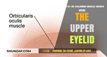 Muscles That Control Upper Eyelid Opening: A Detailed Overview