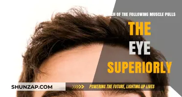 Superior Rectus Muscle: The Key to Pulling the Eye Upward