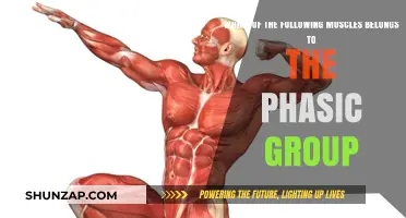 Phasic Muscles: Identifying the Right Group in Human Anatomy