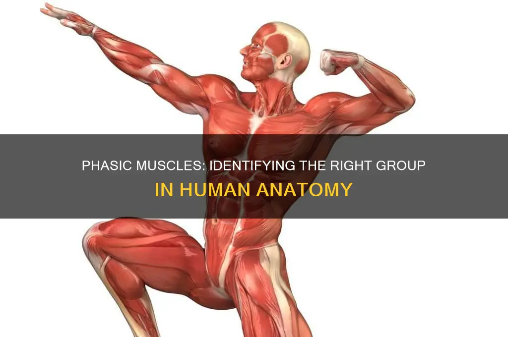which of the following muscles belongs to the phasic group