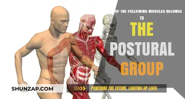 Identifying Postural Muscles: Which One Belongs to the Group?