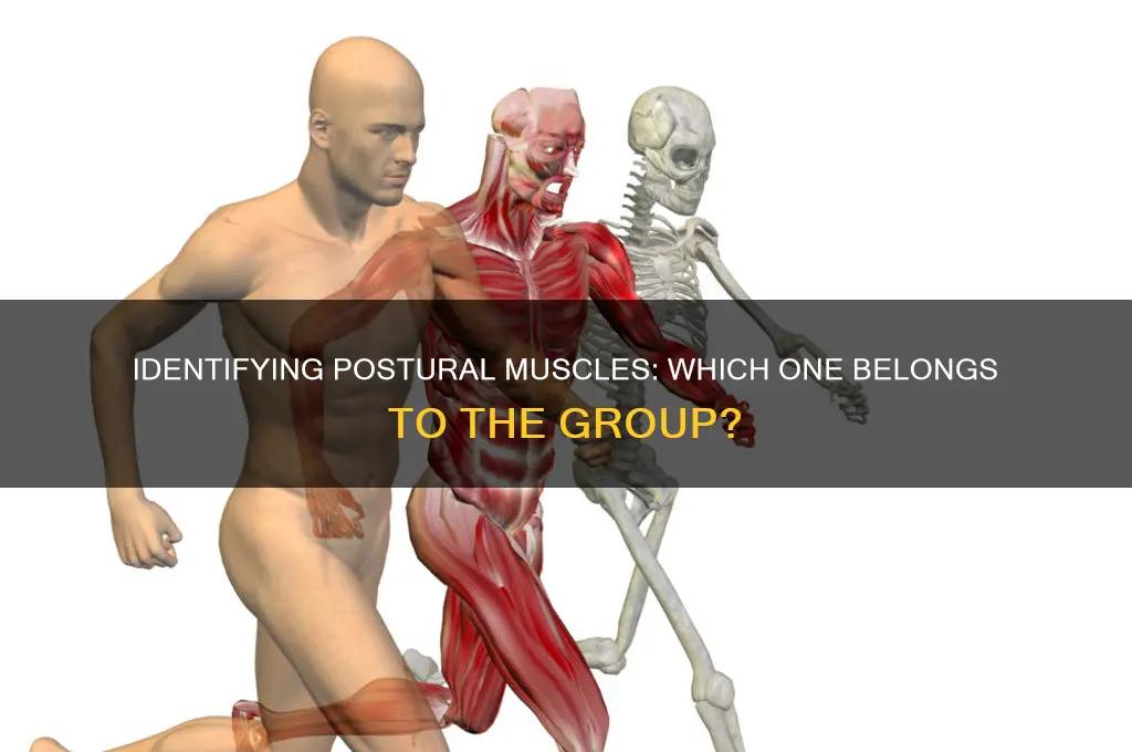 which of the following muscles belongs to the postural group