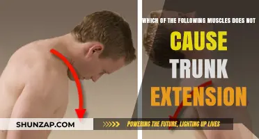 Muscles and Trunk Extension: Identifying the Non-Extending Muscle
