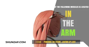 Arm Muscles Unveiled: Identifying Key Muscles in Your Upper Limb