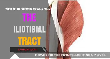 Muscles Engaging the Iliotibial Tract: Key Players and Functions